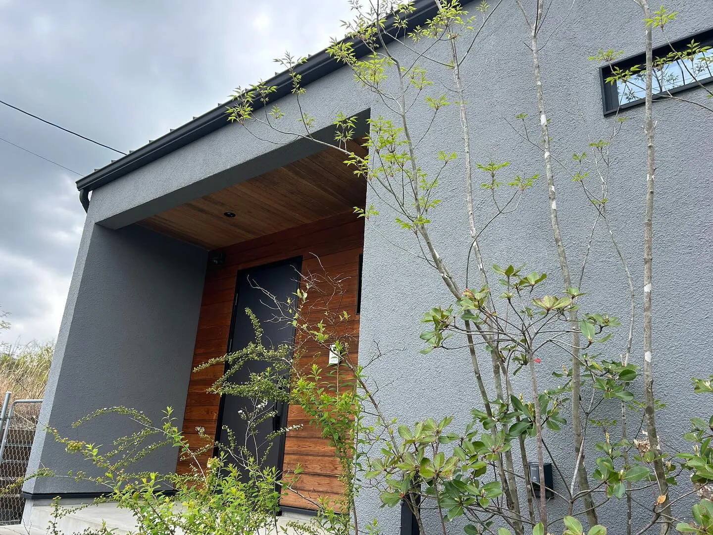 今年もアオダモに緑が戻ってきました